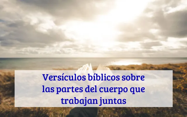 Versículos bíblicos sobre las partes del cuerpo que trabajan juntas