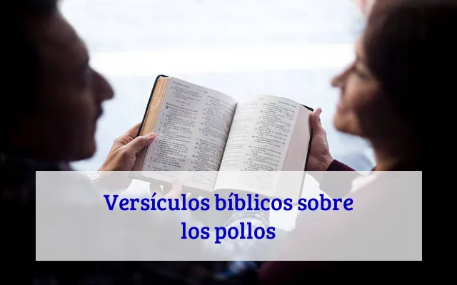 Versículos bíblicos sobre los pollos